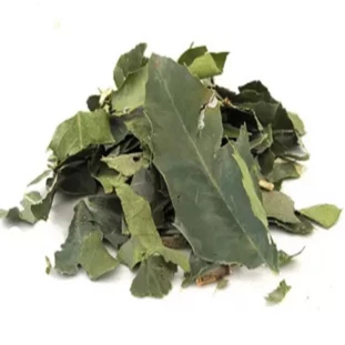 ESPINHEIRA SANTA VERDADEIRA MAYTHENUS (CHA)